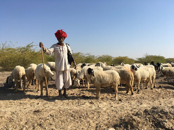 Series 01: Gujarat's Resilient Sheep Wool
