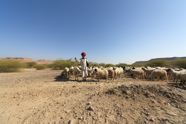 Series 01: Gujarat's Resilient Sheep Wool