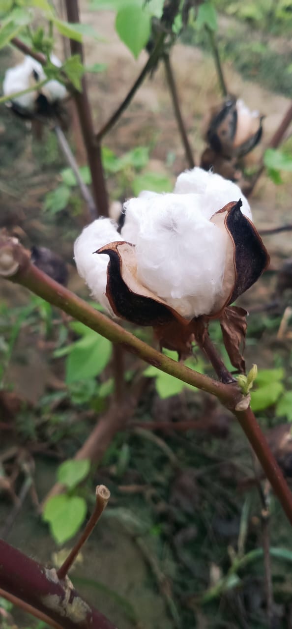 Series 02: Gujarat's Kala Cotton