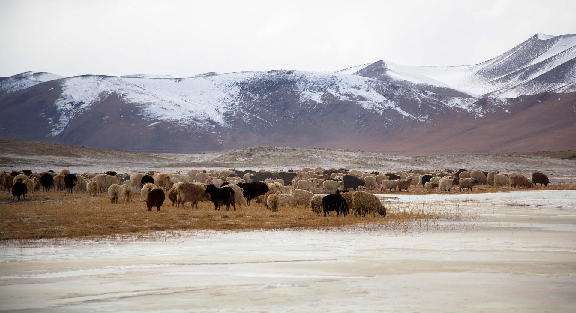 Series 03: Ladakh's Fine Wool