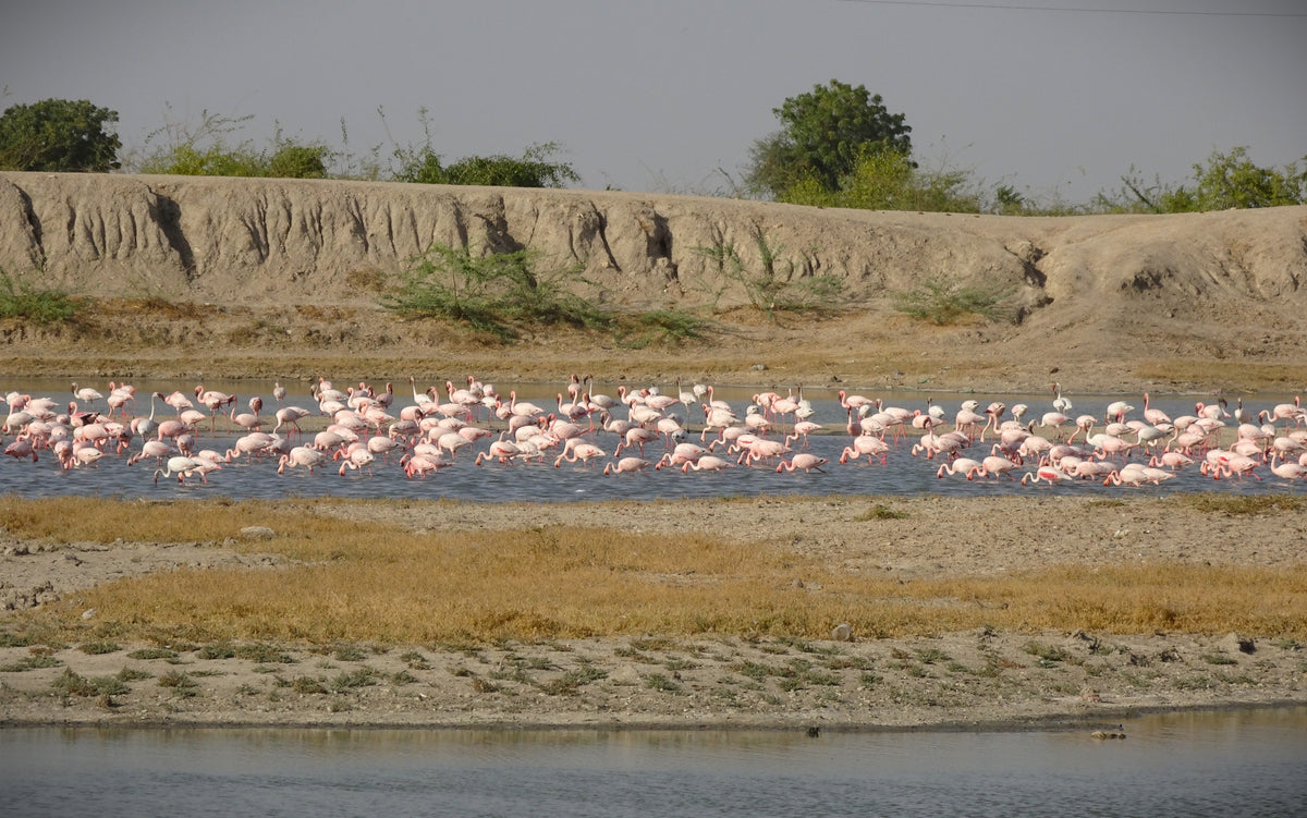 A large flock of pink flamingos wading in shallow water beside a sandy bank with sparse green vegetation under a pale sky.